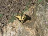 butterfly4.jpg