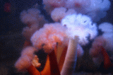 grand_aquarium_1.jpg