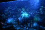 grand_aquarium_2.jpg