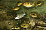 intra_muros_aquarium_1.jpg