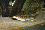 intra_muros_aquarium_2.jpg