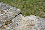 spot_the_lizard.jpg