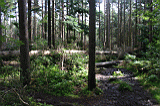 Img_2968.jpg
